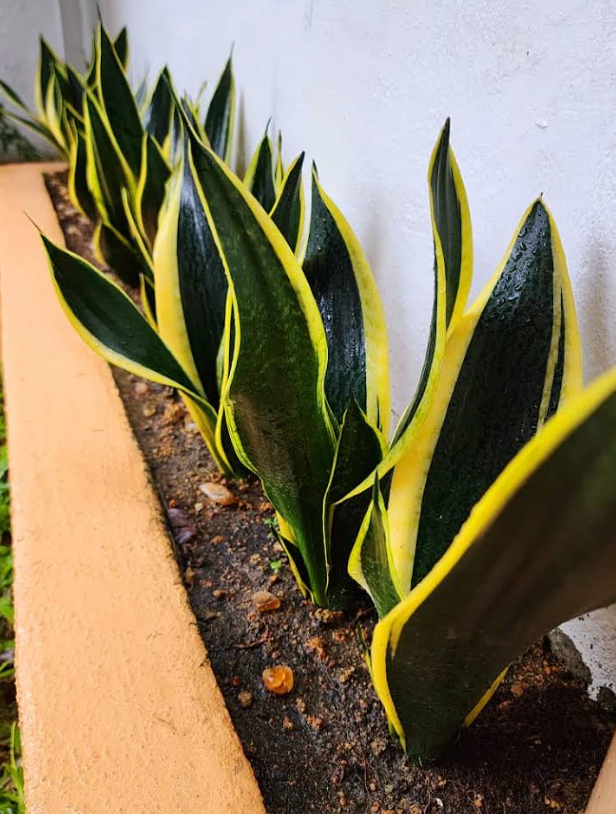 Vasthu guide to a balanced and energetic garden
