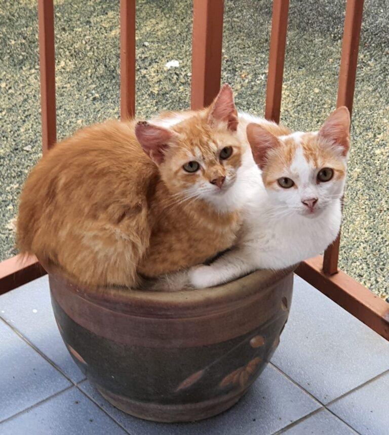 Is It Auspicious to Have a Cat in Your Home?